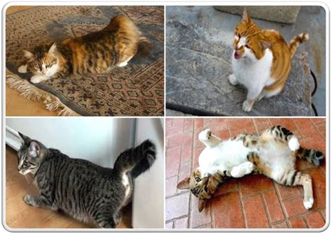 Gatto castrato che tenta di montare una gatta in calore