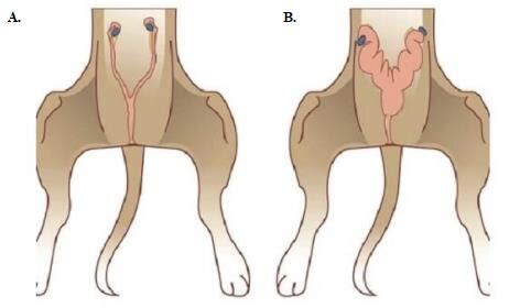Utero di gatta affetto da piometra