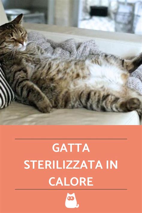 Gatta sterilizzata che si riposa tranquillamente