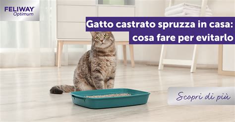 Benefici del gatto castrato in un ambiente familiare
