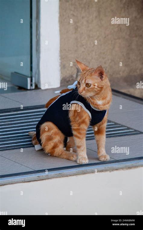 Gatto in fase di recupero dopo l'intervento chirurgico