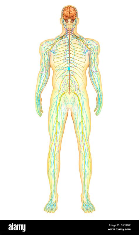 rappresentazione stilizzata del sistema nervoso sensoriale del volto umano