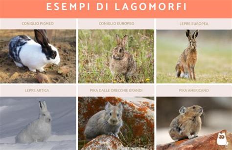 Lagomorfi diversi: coniglio, lepre e pika