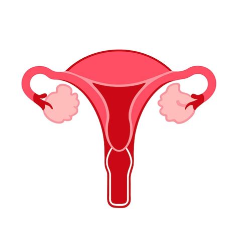 Diagramma del sistema riproduttivo femminile del coniglio