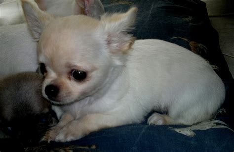 cucciolo di chihuahua di poche settimane che esplora il cibo