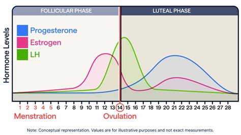 Graphic showing the female menstrual cycle phases (follicular, ovulatory, luteal) with corresponding hormone levels (estrogen, progesterone, LH, FSH) and a libido curve.