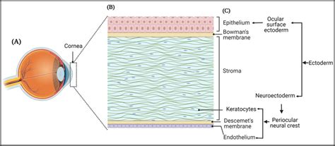 struttura della cornea