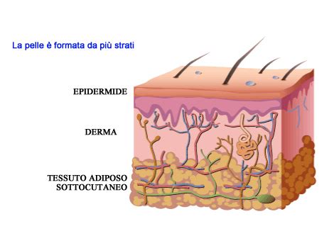 Un'infografica semplificata che mostra gli strati della pelle protetti da una barriera invisibile creata dal burro di karité e dalla cera d'api