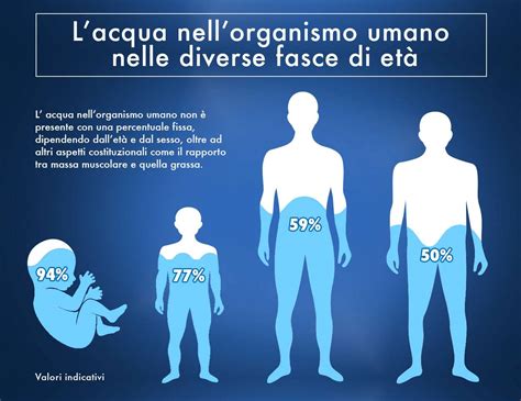 rappresentazione del corpo umano e percentuale di acqua nelle varie fasi della vita