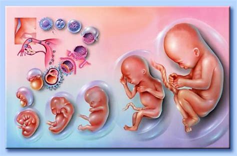 Sviluppo dell'ovocita dal feto alla nascita