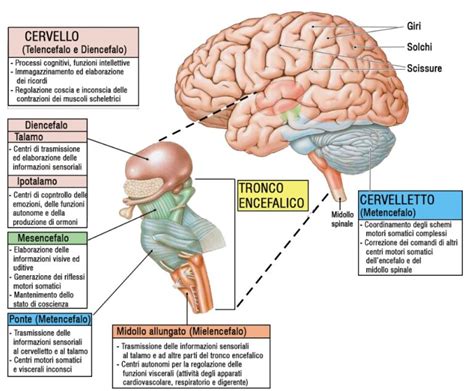 rappresentazione medica delle anomalie del sistema nervoso centrale nel feto
