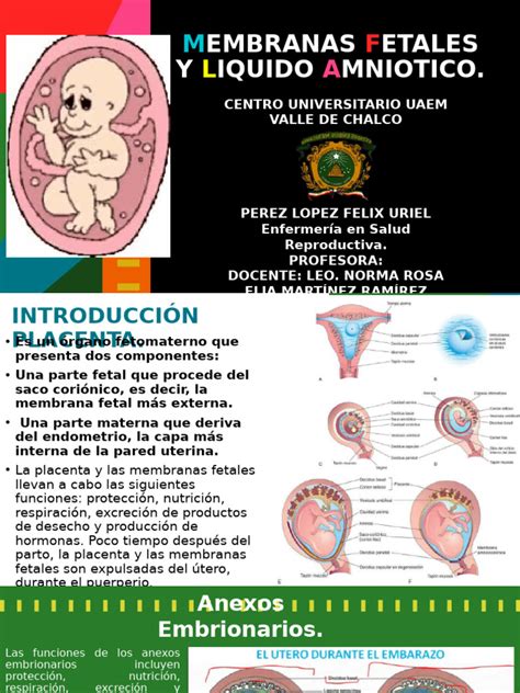 rappresentazione schematica del feto immerso nel liquido amniotico e sua interazione con la placenta