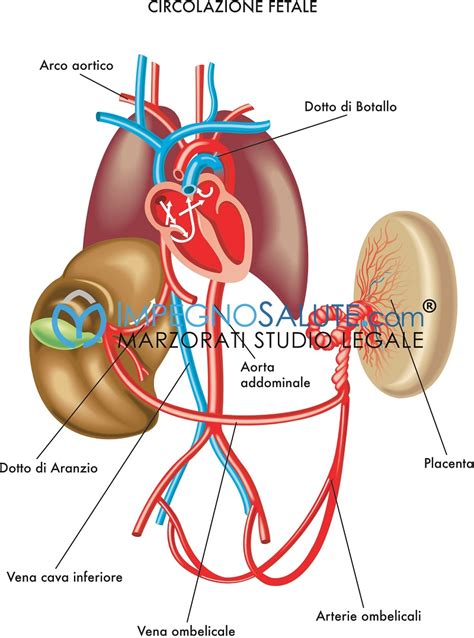 rappresentazione schematica della circolazione fetale e della placenta