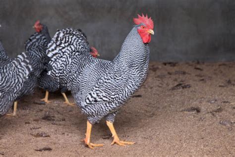 Gallo Amrock e Gallina Australorp