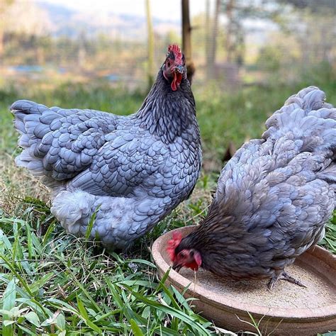 Gallina Australorp blu