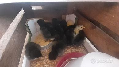 Pulcini ibridi Amrock x Australorp