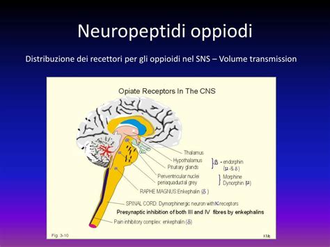 rappresentazione schematica dei recettori oppioidi nel sistema nervoso centrale