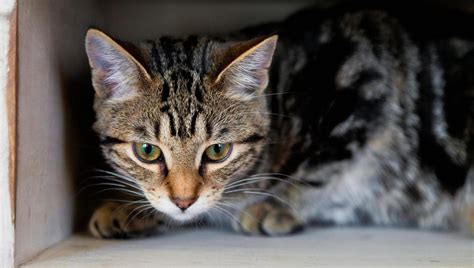 rifugio sicuro per gatti randagi riparato in un giardino