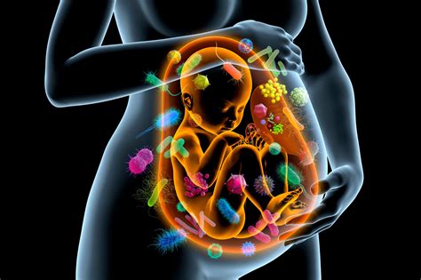 rappresentazione del microbiota orale e dell'interazione sistemica durante la gravidanza