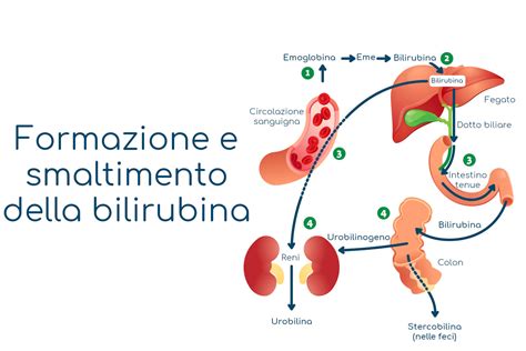 Processo di metabolismo della bilirubina