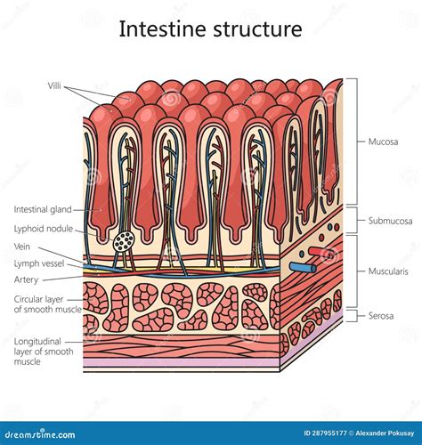 Struttura intestino neonato