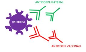 Schematico Trasferimento Anticorpi Materni Attraverso la Placenta
