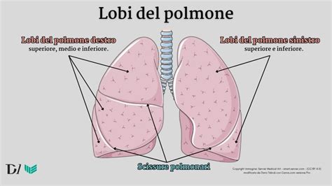 Effetti della Pertosse sui Polmoni del Neonato