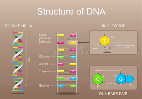 Struttura del DNA e marcatori genetici
