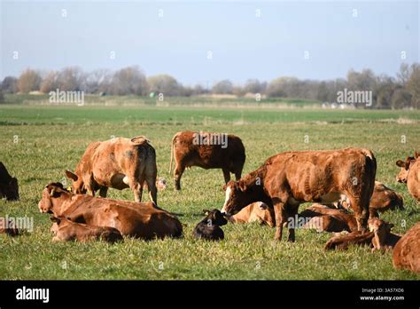 Campo con mucche al pascolo in agricoltura biologica