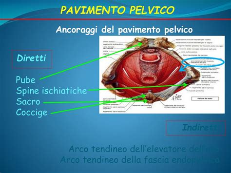 Diagramma della sezione pelvica femminile con retto e vagina