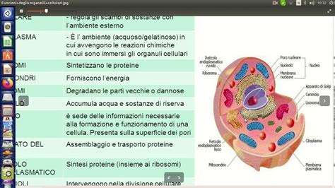 rappresentazione stilizzata di un ambiente cellulare e nutrienti essenziali