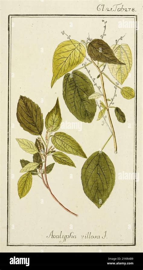 illustrazione botanica della Dioscorea villosa con enfasi sul rizoma
