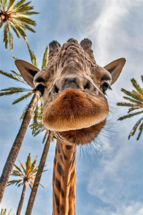 Dettaglio applicazioni elefante e giraffa sul comò