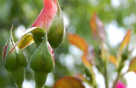 Boccioli di rose che stanno sbocciando, simbolo di un amore che nasce