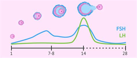 grafico dell'andamento dei livelli ormonali di FSH, LH, Estrogeno e Progesterone