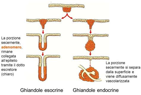immagine delle ghiandole di Skene e dell'uretra femminile