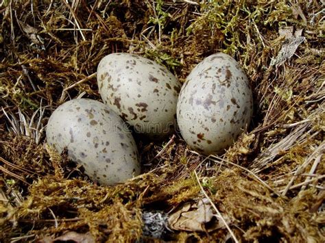 rappresentazione stilizzata di un uovo di gabbiano in un nido