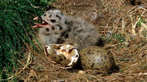 pulcino di gabbiano reale che si nasconde tra la vegetazione