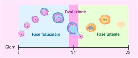 rappresentazione grafica dello sviluppo follicolare durante il ciclo ovarico stimolato