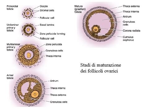 ecografia transvaginale che mostra follicoli in fase di maturazione