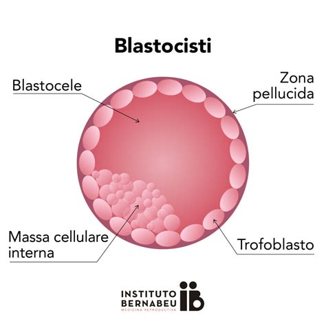 schema delle componenti principali di una blastocisti: massa cellulare interna e trofettoderma