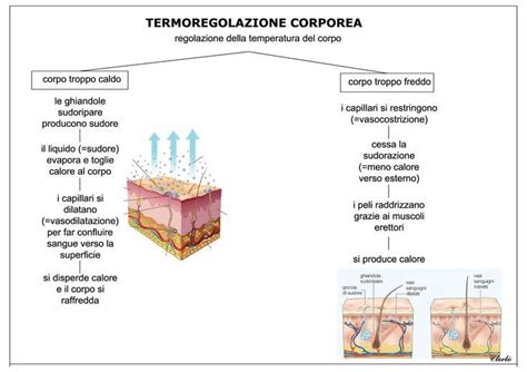 Illustrazione sulla termoregolazione neonatale