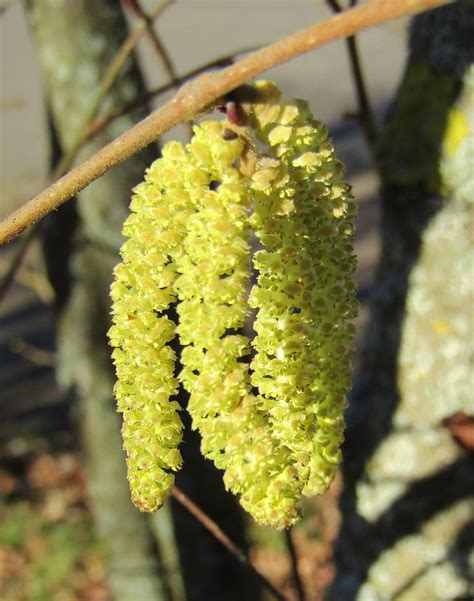 Nocciolo in fiore