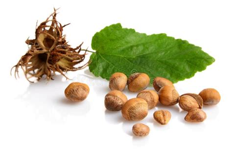 Nocciole con foglia e guscio