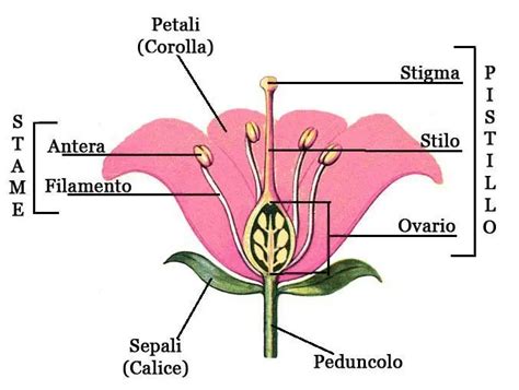 rappresentazione microscopica dell'incontro tra il polline e lo stigma del fiore