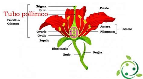 diagramma che illustra il percorso del tubo pollinico verso l'ovulo