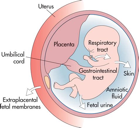 Infografica sulla distribuzione del peso in gravidanza (fetus, placenta, amniotic fluid, maternal fat, blood volume, uterus, breast tissue)