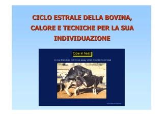Ciclo estrale della vacca