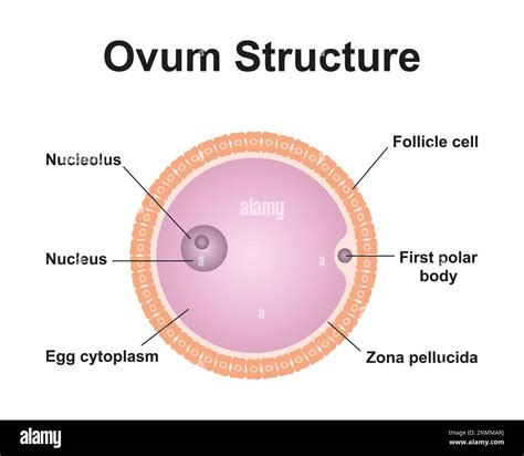 Struttura dell'ovulo vaginale