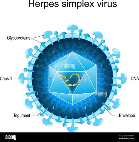 rappresentazione stilizzata del virus Herpes Simplex e dei gangli nervosi